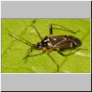 Harpocera thoracica - Weichwanze 02.jpg